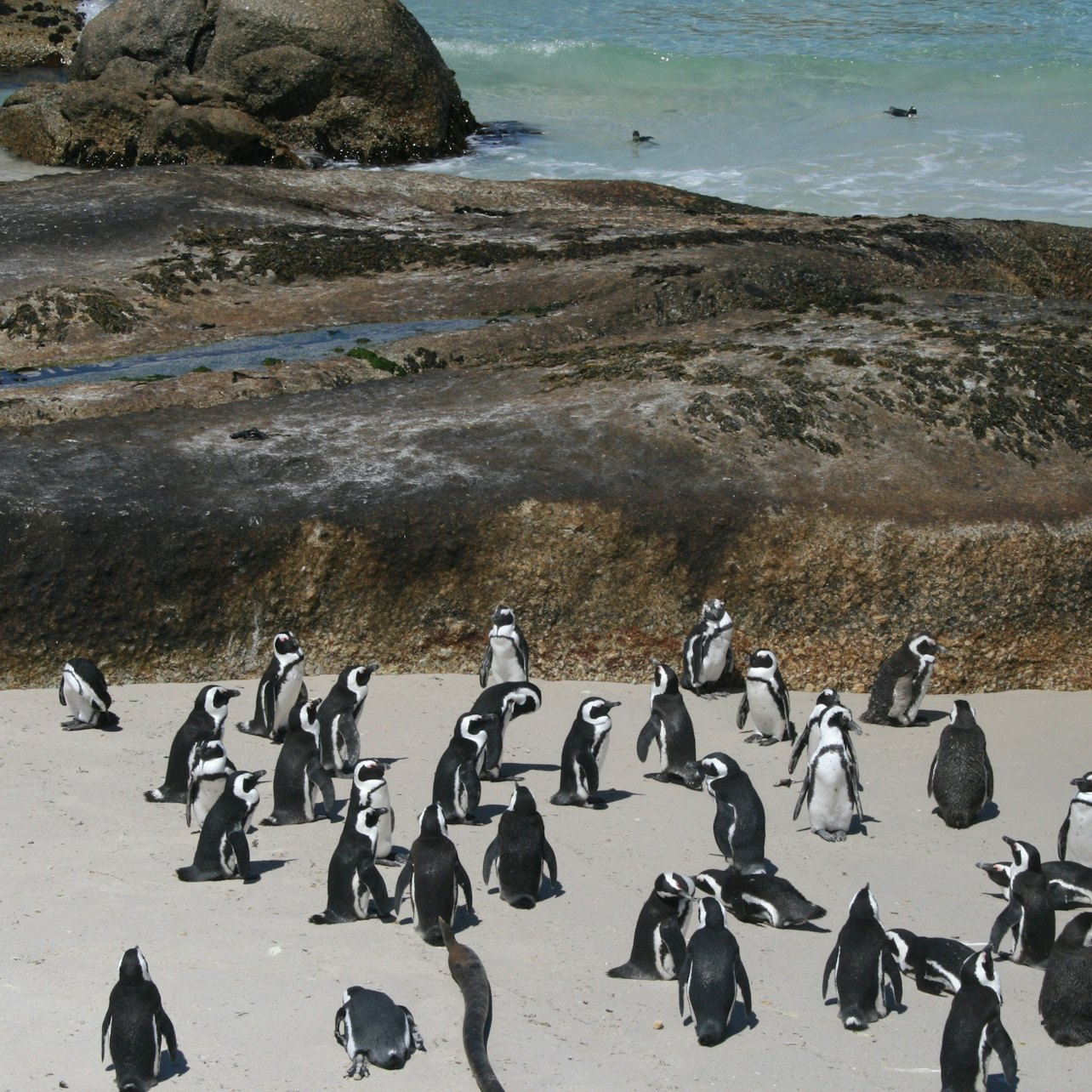 Cape Town: Cape Peninsula & Boulders Beach Tour - Photo 1 of 6
